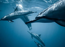 kaiyun.com-崔康熙亚冠弃新援更有想法 钱杰给以外援身份参赛